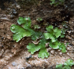 Marchantia paleacea