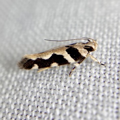 Macrobathra trithyra