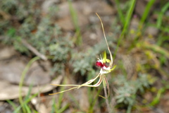 Caladenia tentaculata