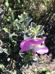 Podalyria calyptrata