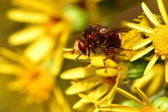 Sicus ferrugineus