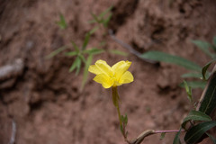 Oenothera longissima