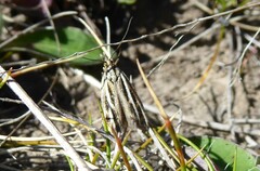 Orocrambus corruptus