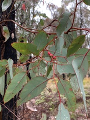 Eucalyptus