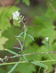 Thelypodium wrightii