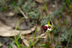 Caladenia tentaculata