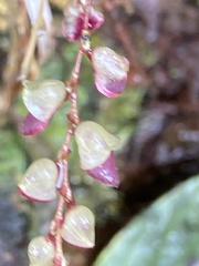 Stelis