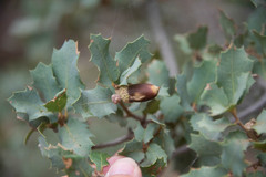 Quercus turbinella