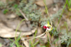 Caladenia tentaculata