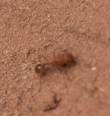 Pogonomyrmex occidentalis