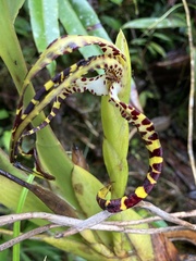 Maxillaria speciosa
