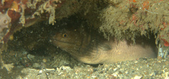 Gymnothorax monochrous