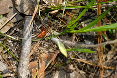 Caladenia tentaculata