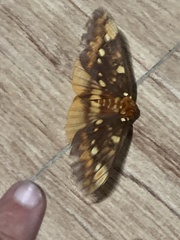 Citheronia equatorialis