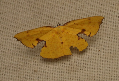 Corymica spatiosa