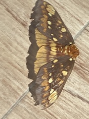 Citheronia equatorialis