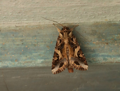 Spodoptera litura