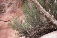 Cercocarpus intricatus