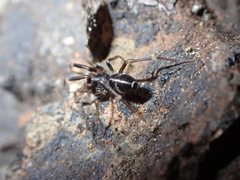 Phrurolithidae