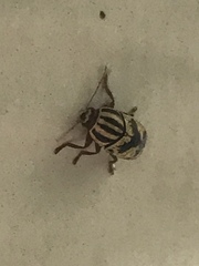 Cryptocephalus leucomelas