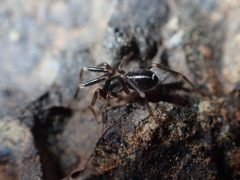 Phrurolithidae