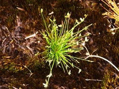 Isolepis cernua