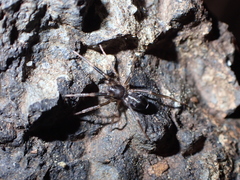 Phrurolithidae