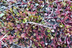 Gonocarpus micranthus