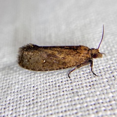 Cryptaspasma sordida
