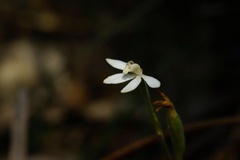 Caladenia prolata