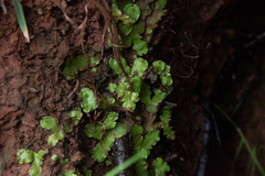 Marchantia paleacea