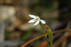 Caladenia prolata