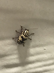 Cryptocephalus leucomelas