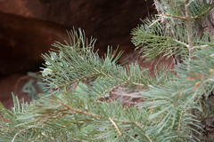 Abies concolor