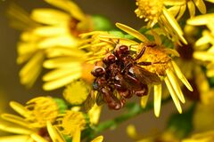 Sicus ferrugineus