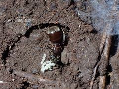 Lasius grandis