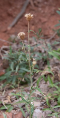 Cirsium arizonicum