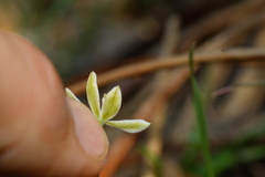 Caladenia prolata