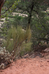 Ephedra viridis