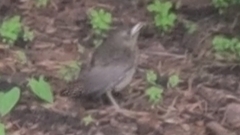 Turdidae