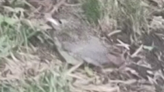 Turdidae
