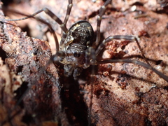 Metadasylobus fuscoannulatus