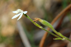 Caladenia prolata