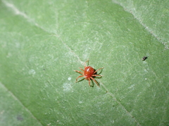 Acariformes