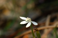 Caladenia prolata