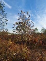 Alnus hirsuta
