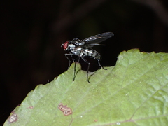 Hylemya latevittata