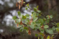 Fraxinus anomala