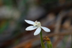 Caladenia prolata