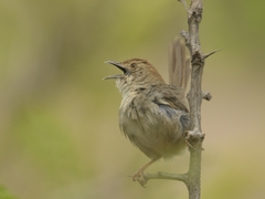 Cisticola aberrans